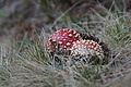 DSC02658 - Bernhard Saalfeld