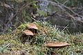 DSC02745 - Bernhard Saalfeld