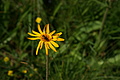 0372-DSC04743 - Bernhard Saalfeld