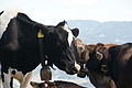 0413-DSC04784 - Bernhard Saalfeld