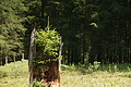 0514-DSC04888 - Bernhard Saalfeld