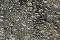 0546-DSC03630 - Bernhard Saalfeld