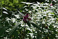 0555-DSC03639 - Bernhard Saalfeld