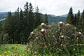 0599-DSC03683 - Bernhard Saalfeld