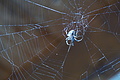 0615-DSC03699 - Bernhard Saalfeld