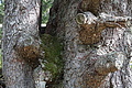 0673-DSC03758 - Bernhard Saalfeld