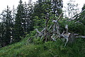 0719-DSC03804 - Bernhard Saalfeld