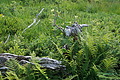 0754-DSC03839 - Bernhard Saalfeld