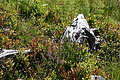 0775-DSC03860 - Bernhard Saalfeld