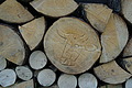 0806-DSC03882 - Bernhard Saalfeld