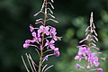 0869-DSC03946 - Bernhard Saalfeld