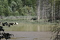 1217-DSC04158 - Bernhard Saalfeld