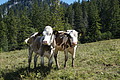 1270-DSC04200 - Bernhard Saalfeld