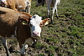 1272-DSC04202 - Bernhard Saalfeld