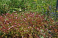 1279-DSC04209 - Bernhard Saalfeld