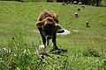 1288-DSC04218 - Bernhard Saalfeld