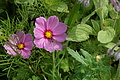 DSC05453 - Bernhard Saalfeld