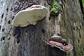 DSC05671 - Bernhard Saalfeld