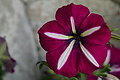 DSC05689 - Bernhard Saalfeld