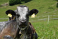 DSC05702 - Bernhard Saalfeld
