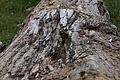 DSC05712 - Bernhard Saalfeld