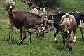 DSC05718 - Bernhard Saalfeld