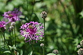 DSC05745 - Bernhard Saalfeld