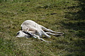 DSC05811 - Bernhard Saalfeld