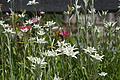 DSC05820 - Bernhard Saalfeld
