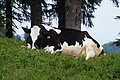 DSC05848 - Bernhard Saalfeld