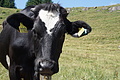 DSC05896 - Bernhard Saalfeld