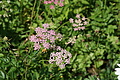DSC05909 - Bernhard Saalfeld