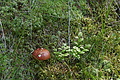 DSC05912 - Bernhard Saalfeld
