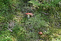 DSC05913 - Bernhard Saalfeld