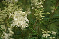 DSC05971 - Bernhard Saalfeld