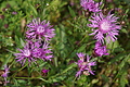 DSC05987 - Bernhard Saalfeld