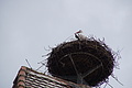 DSC05999 - Bernhard Saalfeld