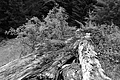 L1001038 - Bernhard Saalfeld