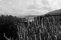 L1001042 - Bernhard Saalfeld