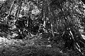 L1001056 - Bernhard Saalfeld