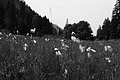 L1001072 - Bernhard Saalfeld