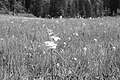 L1001073 - Bernhard Saalfeld