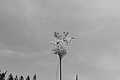 L1001075 - Bernhard Saalfeld