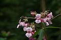 DSC05571 - Bernhard Saalfeld