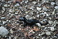 DSC05583 - Bernhard Saalfeld