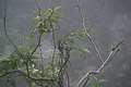 DSC05636 - Bernhard Saalfeld