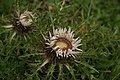 DSC05679 - Bernhard Saalfeld
