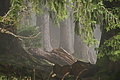 DSC05682 - Bernhard Saalfeld