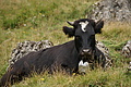 DSC05686 - Bernhard Saalfeld