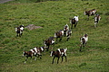 DSC05694 - Bernhard Saalfeld